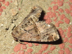 Niphonyx segregata