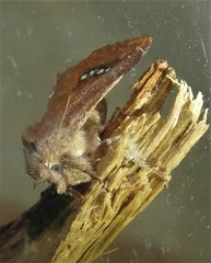Squamosa barymorpha