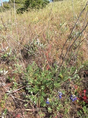 Acaena pinnatifida californica