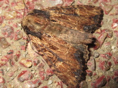 Apamea sodalis