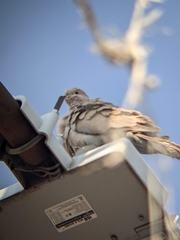 Streptopelia decaocto