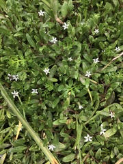 Lobelia irrigua