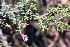 Prostanthera hirtula