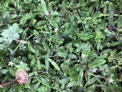 Lobelia irrigua