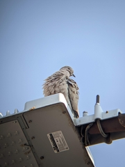 Streptopelia decaocto