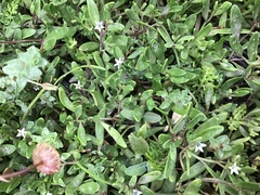 Lobelia irrigua