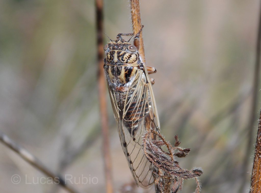 Proarna uruguayensis