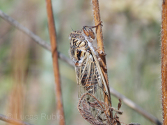 Proarna uruguayensis