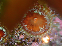 Corynactis australis