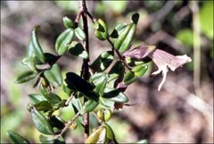 Prostanthera walteri