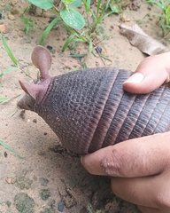 Dasypus