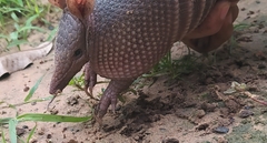 Dasypus