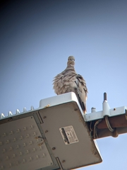 Streptopelia decaocto