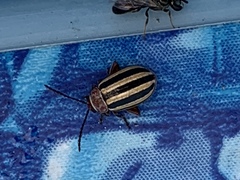 Disonycha admirabila