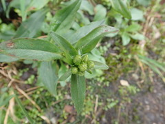 Solidago leiocarpa