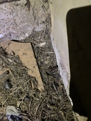 Leptodactylus gracilis