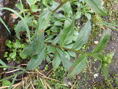 Solidago leiocarpa