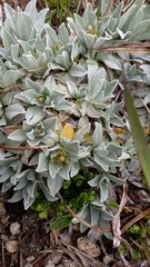 Argyrotegium fordianum