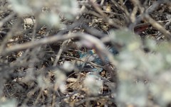 Dicrodon heterolepis