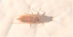 Mastigimas schwarzi