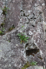 Solidago leiocarpa