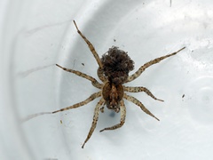 Artoriinae