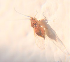 Mastigimas schwarzi