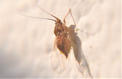Mastigimas schwarzi