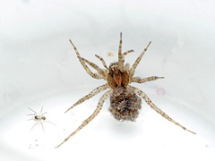Artoriinae