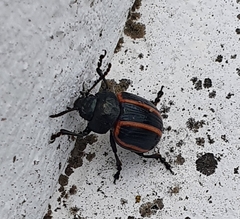 Deuterocampta quadrijuga