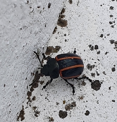 Deuterocampta quadrijuga