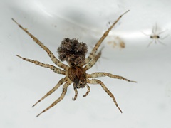 Artoriinae