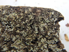 Physconia leucoleiptes