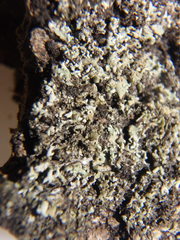 Physconia leucoleiptes