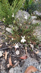 Lithotoma anethifolia