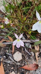 Lithotoma anethifolia