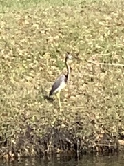 Egretta tricolor image