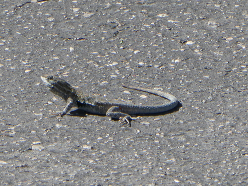 iNaturalist observation photo of Western Side-blotched Lizard