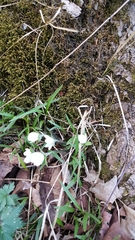 Hepatica