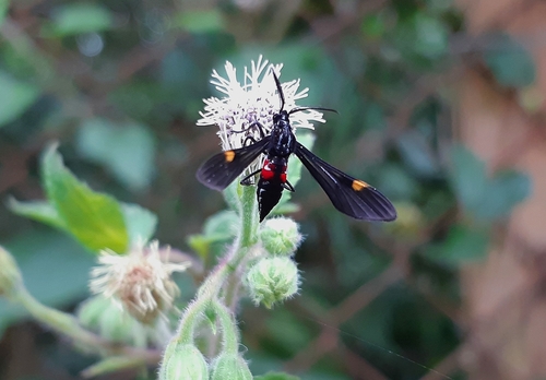 Braconidae observed 2021-12-28