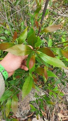 Elaeocarpaceae