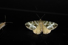 Pseudocoremia lactiflua