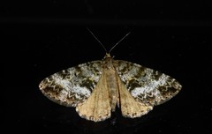 Pseudocoremia lactiflua