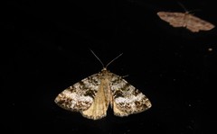 Pseudocoremia lactiflua