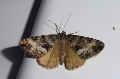 Pseudocoremia lactiflua