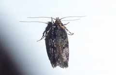 Trachypepla