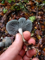 Clitocybe odora pacifica