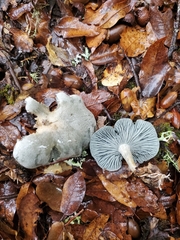 Clitocybe odora pacifica