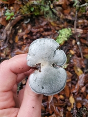Clitocybe odora pacifica