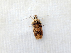 Ardozyga sodalisella